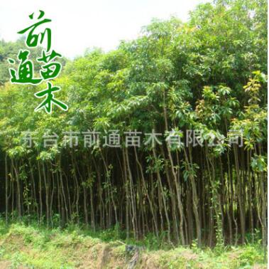 重陽木 供應(yīng)園林綠化重陽木 批發(fā)行道工程綠化