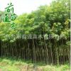 重陽木 供應(yīng)園林綠化重陽木 批發(fā)行道工程綠化