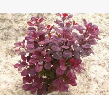批發(fā)綠化苗木紅櫨苗 正宗美國(guó)紅櫨苗 大小規(guī)格紅櫨苗