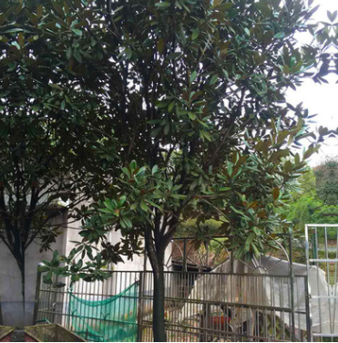 長沙錦森苗圃 廠家直銷 廣玉蘭 規格齊全 量大價優 貨源充足 批發