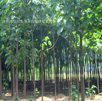 直銷綠化工程苗 行道樹(shù) 泡桐樹(shù)苗 大小規(guī)格齊全 泡桐樹(shù)小苗