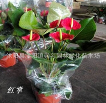 批發(fā)盆栽觀花植物 紅掌 綠色植物 小盆栽 四季開(kāi)花 物美價(jià)廉
