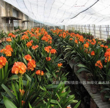 基地直銷優(yōu)質(zhì)室內(nèi)盆栽君子蘭 凈化空氣 花色齊全 量大優(yōu)惠