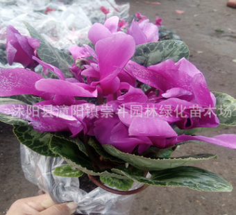 批發(fā)供應(yīng)盆栽花卉 花苗 仙客來(lái) 正是花期 花期長(zhǎng) 四季開(kāi)花