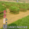 供應批發(fā)優(yōu)質馬尼拉草坪|果嶺草馬尼拉草皮|耐踐踏馬尼拉草坪價格
