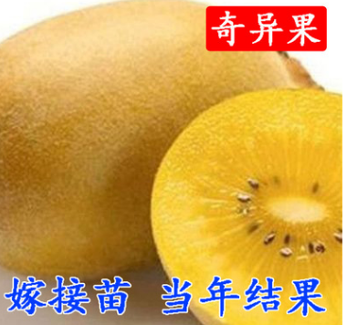獼猴桃樹苗南方北方種植紅心奇異果果樹苗盆栽地栽嫁接苗當(dāng)年結(jié)果