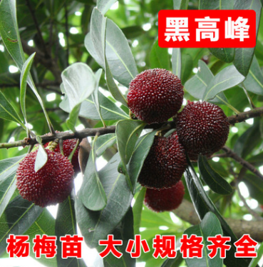 批發(fā)嫁接?xùn)|魁楊梅樹苗 黑高峰楊梅 南方北方楊梅苗盆栽地栽 3年苗