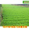 批發(fā)杜鵑小苗 映山紅庭院綠化苗20至30公分市政園林工程