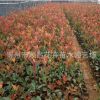 基地供應(yīng)銷售紅葉石楠 綠化用 紅葉石楠 美觀大方四季常綠灌木
