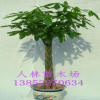 室內(nèi)花卉盆栽植物 小發(fā)財樹苗 辦公室選擇凈化空氣吸甲醛