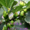 批發(fā)無花果苗 直銷 果樹苗 無花果樹苗 無花果小苗 當(dāng)年結(jié)果,