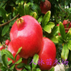 批發(fā) 盆栽地栽 /果樹苗 紅如意石榴 紅如意軟籽石榴苗