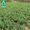 基地工程常綠灌木地柏樹苗批發 鋪地柏又名爬地柏 四季常青規格齊