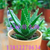 批發(fā)迷你盆栽植物 不夜城蘆薈 多肉植物 室內(nèi)盆栽 進(jìn)化空氣