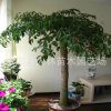 幸福樹盆栽 大型客廳綠植花卉辦公室空氣凈化 直桿幸福樹.