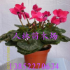 批發供應盆栽花卉 花苗 仙客來 正是花期 花期長 四季開花