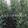 批發(fā) 大葉女貞.出售， 女貞.高桿女貞 小葉女貞，規(guī)格齊全