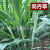 蘇丹草種子優(yōu)質(zhì)高產(chǎn)牧草喂魚闊葉蘇丹草進(jìn)口草籽牛羊豬牧草批發(fā)