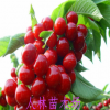 烏克蘭大櫻桃樹 櫻桃 車?yán)遄?果樹車?yán)遄?年 當(dāng)年結(jié)果