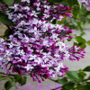 批發(fā)紫白粉藍(lán)丁香花苗 庭院/盆栽 可開花植物丁香花樹苗 濃香花卉