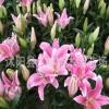 香水百合種球 ,批發(fā)，陽臺(tái)辦公室盆栽植物 當(dāng)年開花 品種齊全