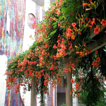 美國(guó)凌霄花 炮仗花美化庭院攀援植物生長(zhǎng)快攀爬力強(qiáng)圍欄花架專(zhuān)用