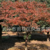 農戶直銷適應公園 生活小區 醫院 道路綠化美化的景觀喬木紅楓