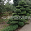 批發供應適合貴州云南浙江等園林種植的工程綠化植物造型羅漢松