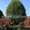 湖南苗圃直銷適應貴州 云南 安微種植的常綠植物桂花樹