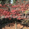 湖南苗圃直銷適應貴州江西陜西等地種植的彩葉喬木紅楓