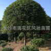 湖南苗圃直銷米徑15公分冠幅3.5米的常綠喬木桂花樹
