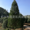 湖南苗圃直銷地徑15厘米高6米寶塔形的常綠樹苗紅豆杉