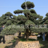 湖南苗圃直銷3米高 鱗片造型5年常綠樹苗造型景觀羅漢松