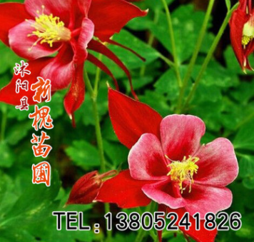 批發優質草本花卉種子 大小花耬斗菜種子 觀賞植物 園藝花卉