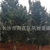 供應可造型的原生羅漢松價格實惠 湖南風馳基地農戶直銷