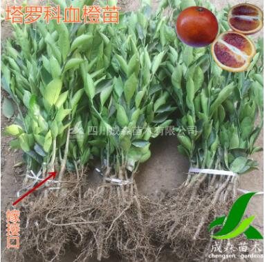 塔羅科血橙樹苗 四川嫁接血橙苗批發(fā) 資中血橙苗