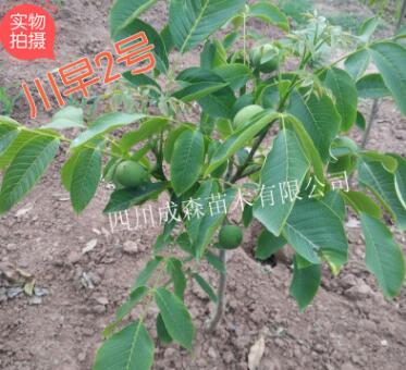 嫁接核桃樹苗 川早2號(hào) 四川嫁接川早二號(hào)核桃苗