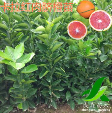 卡拉紅肉臍橙苗 嫁接紅肉臍橙樹苗 臍橙苗