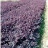 苗圃直銷紅繼木毛球1M 綠化工程苗木紅花繼木球 園林常綠灌木