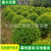 基地苗木直銷金冠汝貞 金葉女貞園林綠化植物 高存活率綠化樹
