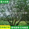 基地苗木果樹供應(yīng)叢生香泡 柚子樹全冠香泡樹
