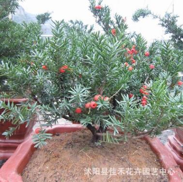 常綠喬木南方紅豆杉 可凈化空氣 盆栽植物室內(nèi)綠化