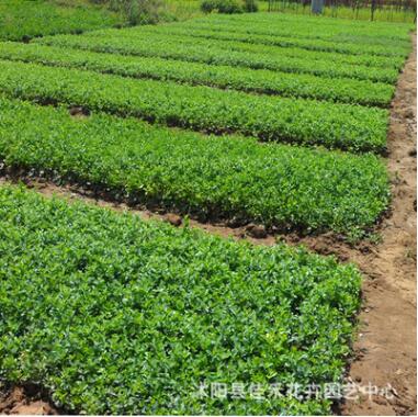 工程綠化苗 批發(fā)大葉黃楊苗 優(yōu)質(zhì)大葉黃楊 耐寒綠籬規(guī)格齊全
