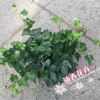 沐春常春藤--基地直銷 青葉常春藤盆栽 工程綠化苗木小盆栽 140杯