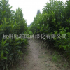 批發(fā)法國冬青 青珊瑚 規(guī)格齊全 基地直發(fā) 量大從優(yōu)