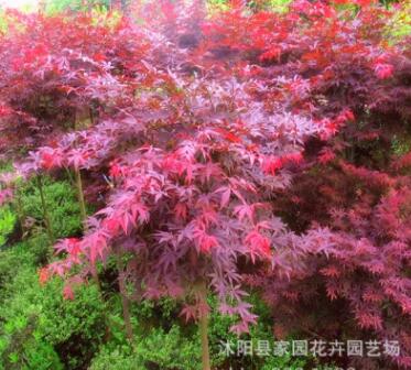 日本紅楓苗批發(fā) 園林綠化苗木 紅楓嫁接樹(shù)苗 紅楓小苗