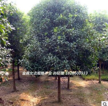 大量供應(yīng)美國(guó)紅櫨優(yōu)質(zhì)園林綠化行道樹 山東紅櫨小苗苗喬木花灌木