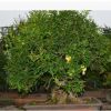 室內大葉植物綠植 室內桌面盆栽 石榴樹樁盆栽 中小型盆栽批發