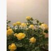 批發(fā)藤本月季苗 光譜月季 復色 大花芳香月季