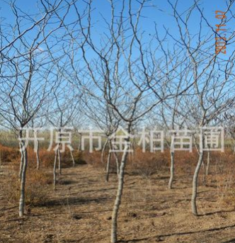 長(zhǎng)期供應(yīng)皂角 皂莢 豬牙皂牙皂4-25公分皂角樹(shù)苗價(jià)格優(yōu)惠全國(guó)配送